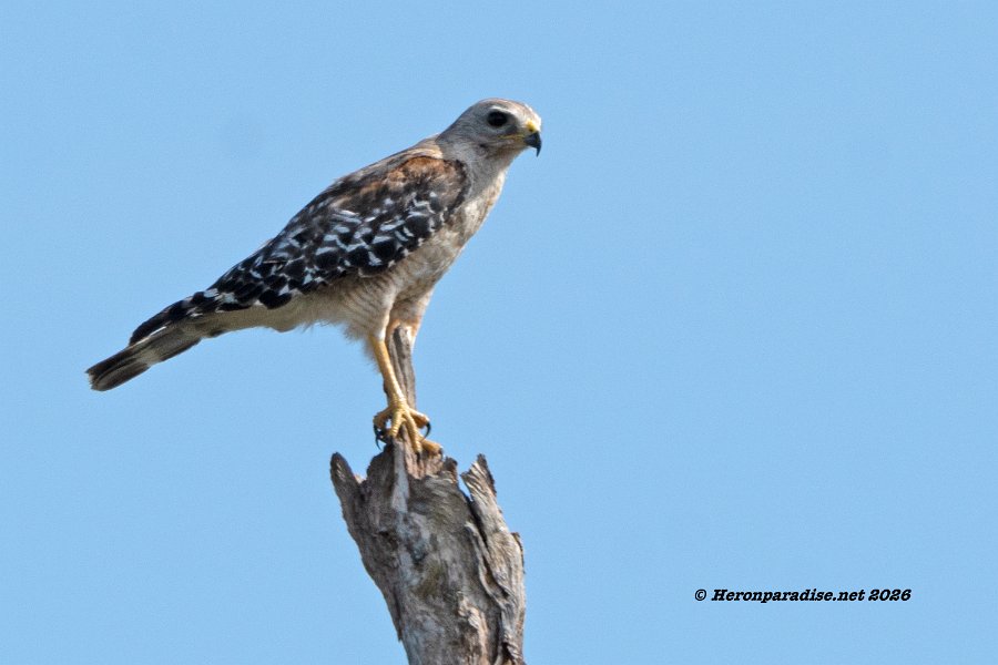 Red Shouldered Hawk 1