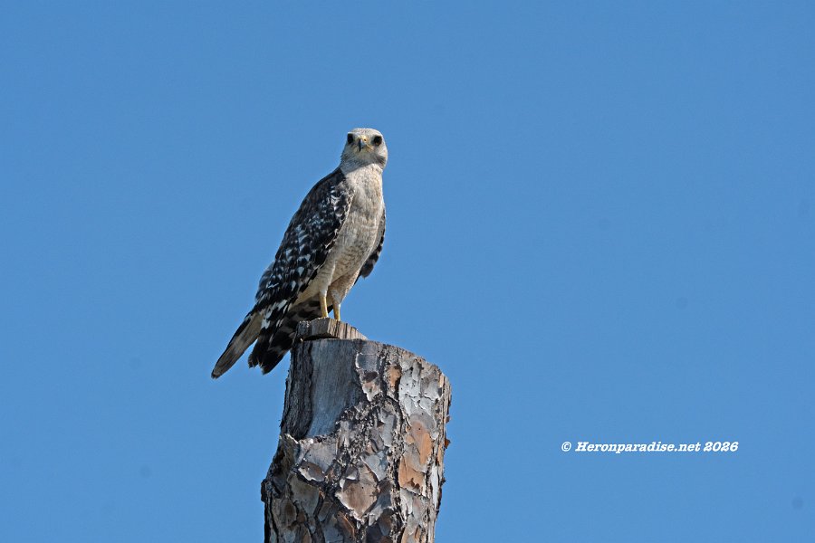 Red Shouldered Hawk