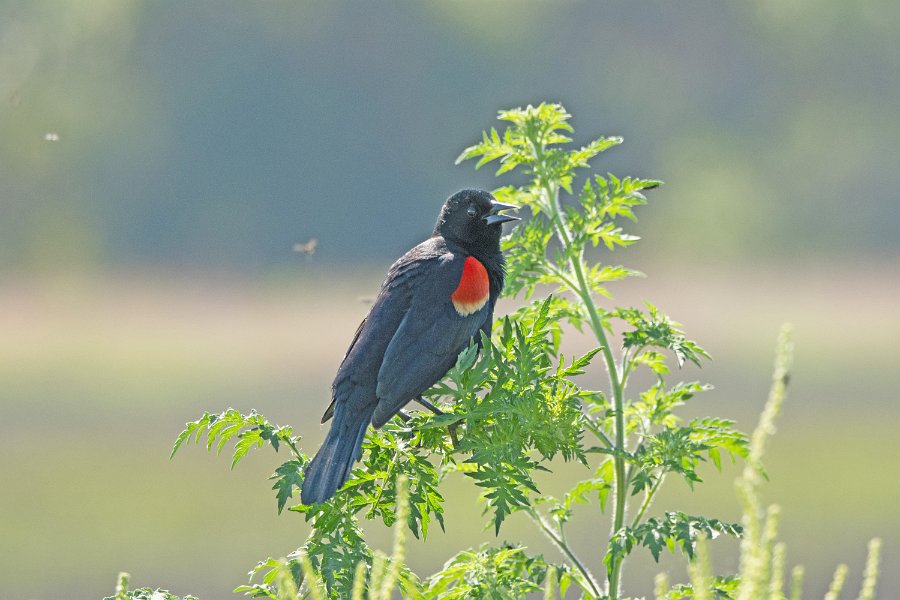 Red-Winged Blackbird 1