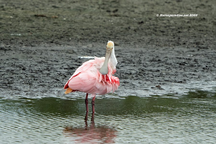 Roseate Spoonbill 1