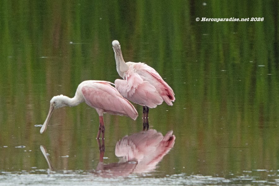 Roseate Spoonbill pair 1