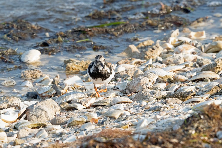 Ruddy Turnstone 1