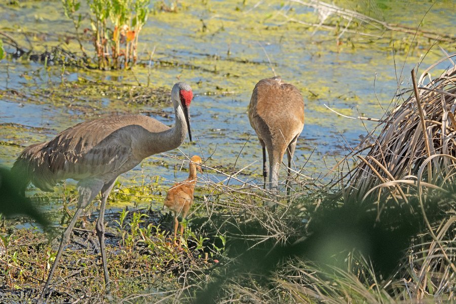 Sandhill Crane 1