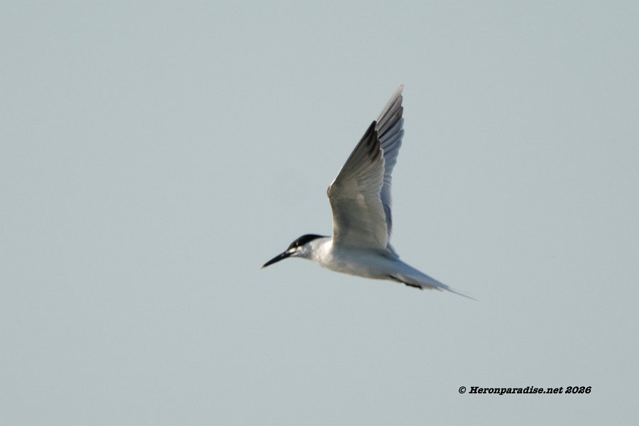 Sandwich Tern 1