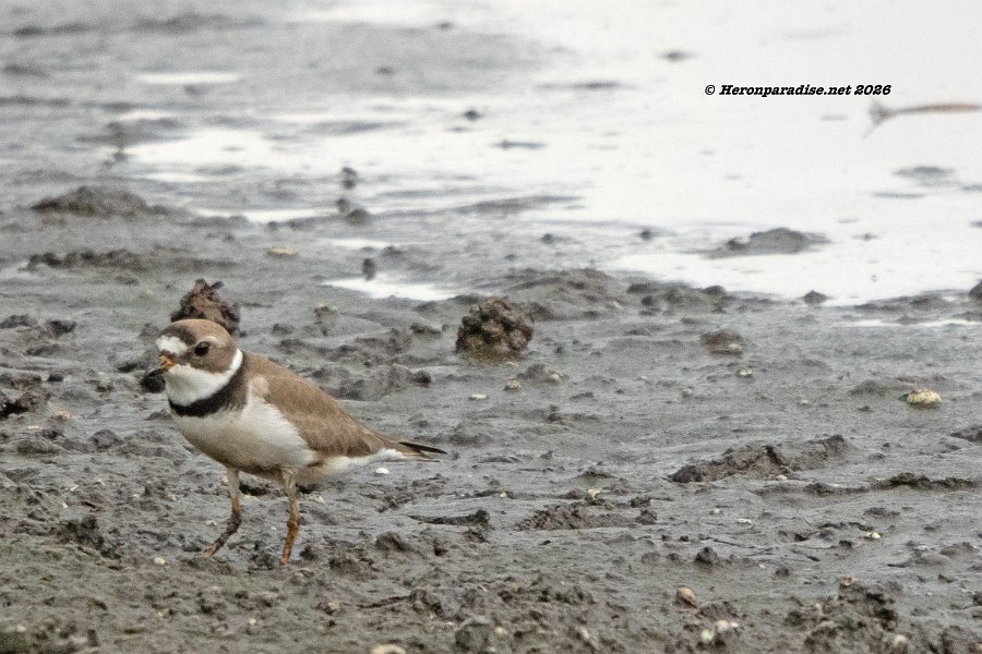 Semipalmated Plover 1