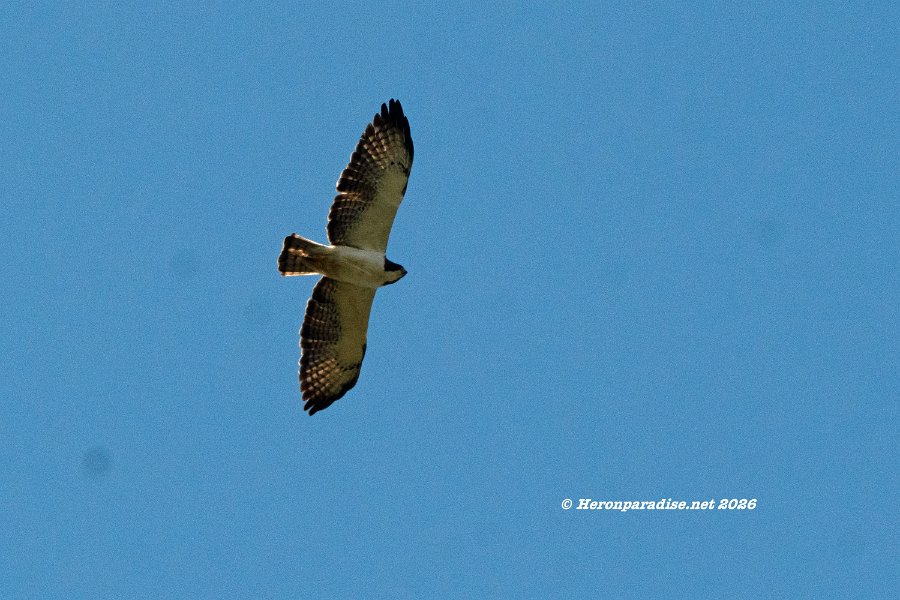 Short Tailed Hawk