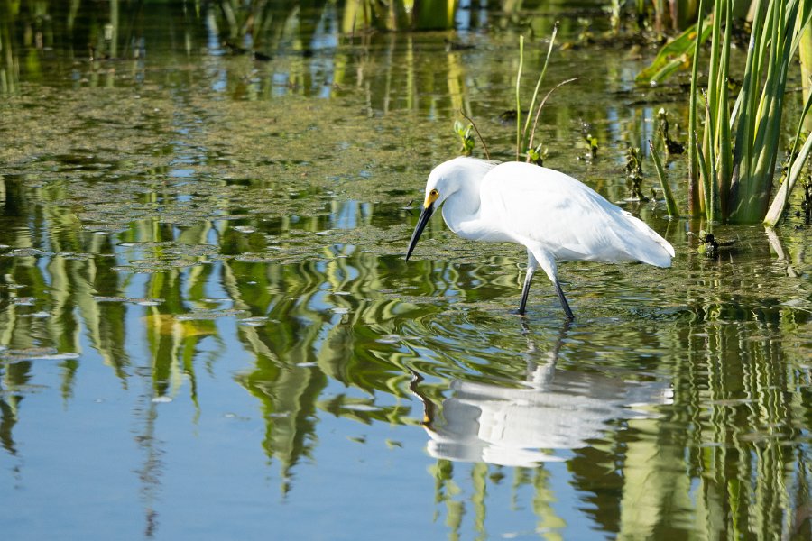 Snowy Egret 1