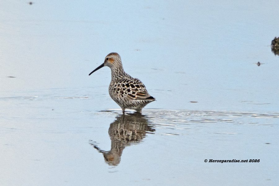 Stilt Sandpiper 2