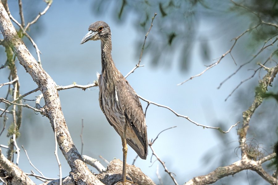 Tri-colored Heron, Immature