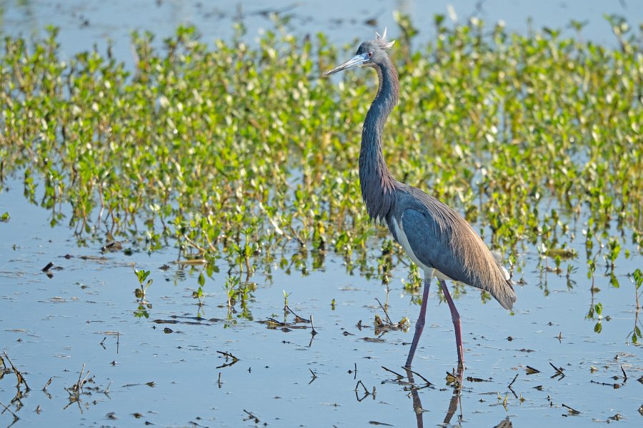 Tricolored Heron 2