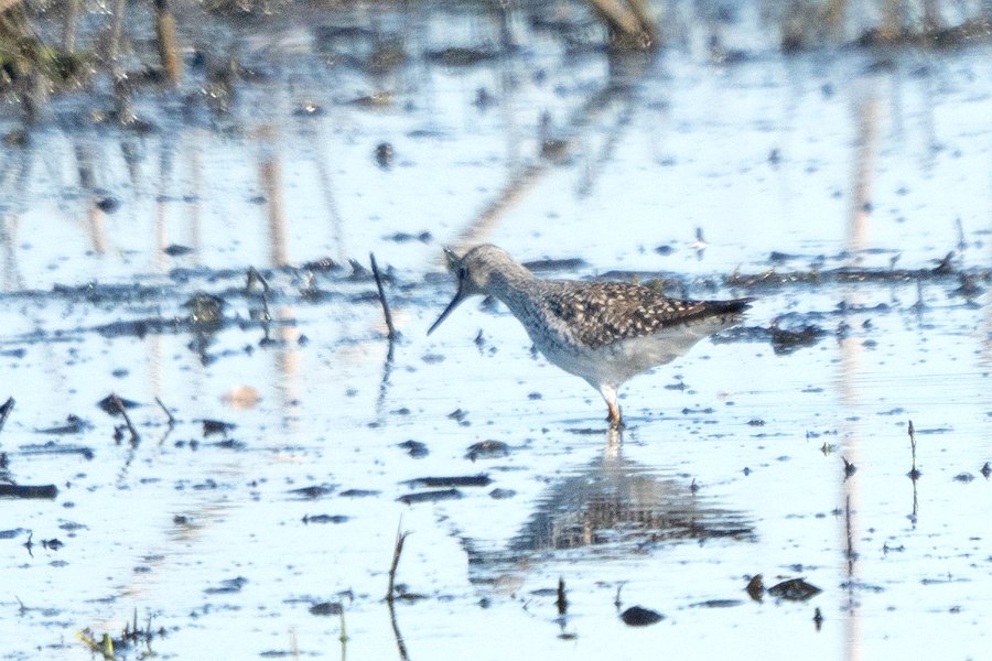 Upland Sandpiper