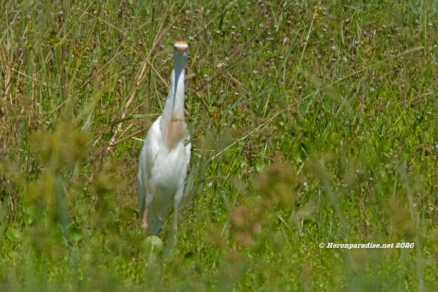 Western Cattle Egret