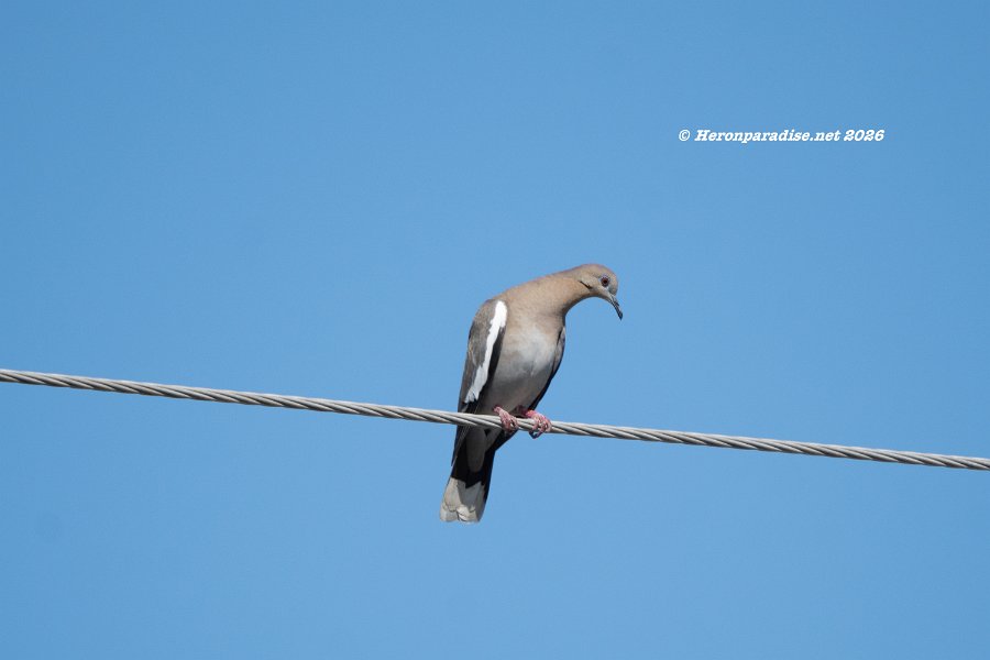 White Winged Dove