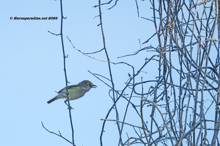 White-eyed Vireo