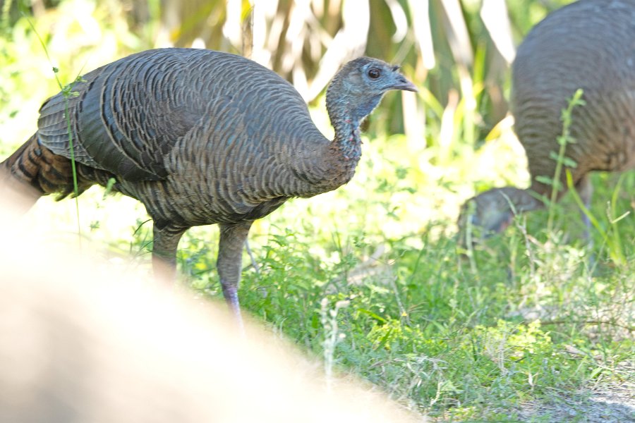 Wild Turkey, Hen