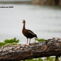 Black Bellied Whistling Duck