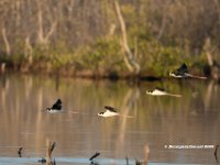 Black Necked Stilt