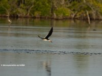 Black Skimmer 2