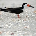 Black Skimmer