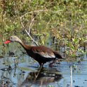 Black-bellied Whistling Duck