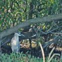 Black-crowned Night Heron