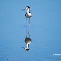 Black-neck Stilt 2