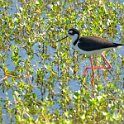 Black-necked Stilt 1
