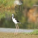 Black-necked Stilt 2