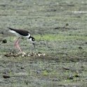 Black-necked Stilt, nest 2