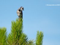 Blue Jay 1