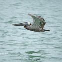 Brown Pelican