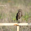 Burrowing Owl