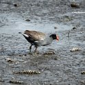 Common Gallinule