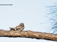 Common Nighthawk 1
