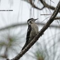 Downy Woodpecker 3