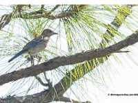 Eastern Bluebird 2, Juvenile