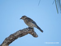 Eastern Bluebird 3, Juvenile