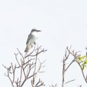 Eastern Kingbird