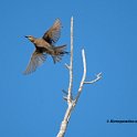 European Starling, Juvenile