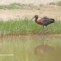 Glossy Ibis