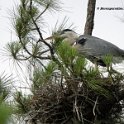 Great Blue Heron, Nest 1