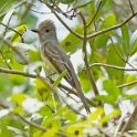 Great Crested Flycatcher 1