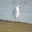 Great Egret