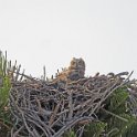 Great Horned Owl