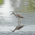 Greater Yellowlegs 3