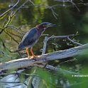 Green Heron 1
