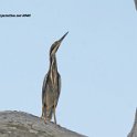 Green Heron