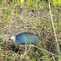 Grey-Headed Swamp Hen 1