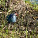 Grey-Headed Swamp Hen