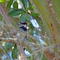 Hairy Woodpecker 1